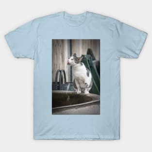 Katze trinkt am Brunnen T-Shirt